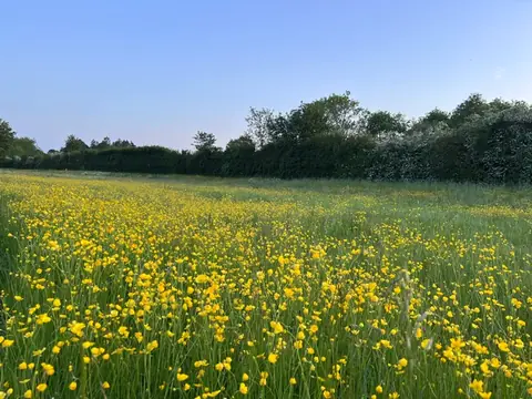The meadow covered in yellow buttercups in late spring