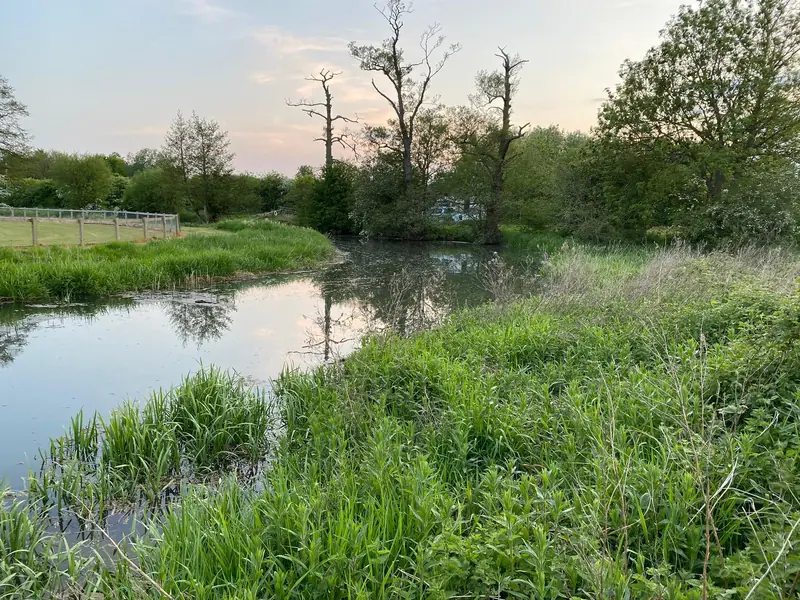 A quiet bend of the River Cherwell with reeds and willows at the edge of Bridge Meadow